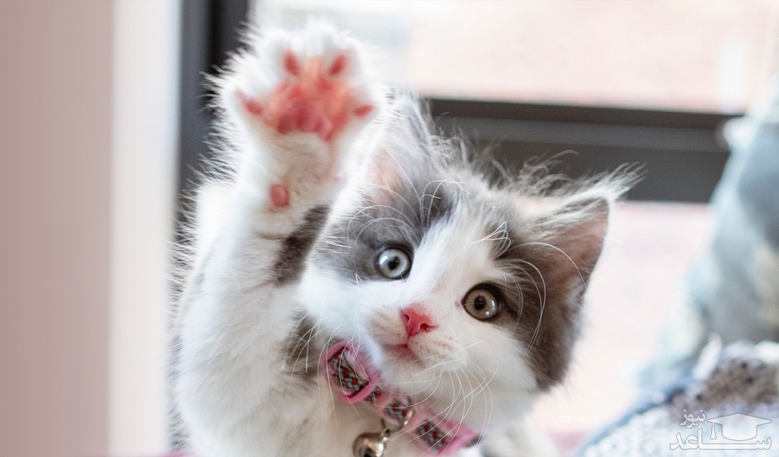 (فیلم) مهارت یک گربه در باز کردن درب ورودی خانه