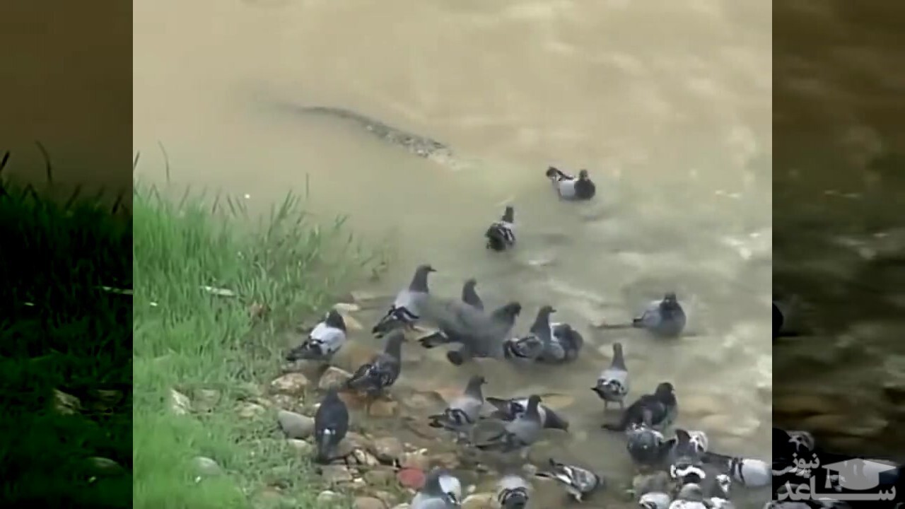 (فیلم) شکار غافلگیرانه یک کبوتر توسط گربه ماهی