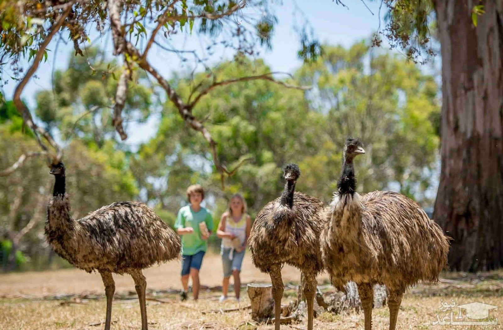 پارک حیات وحش کلیلند (Cleland Wildlife Park)
