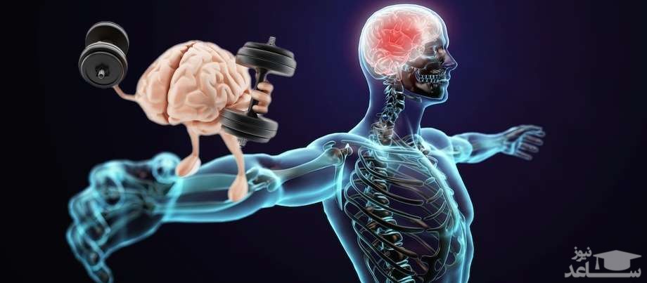 حافظه عضلانی چیست؟