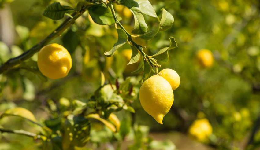 نحوه پرورش و نگهداری درخت لیمو