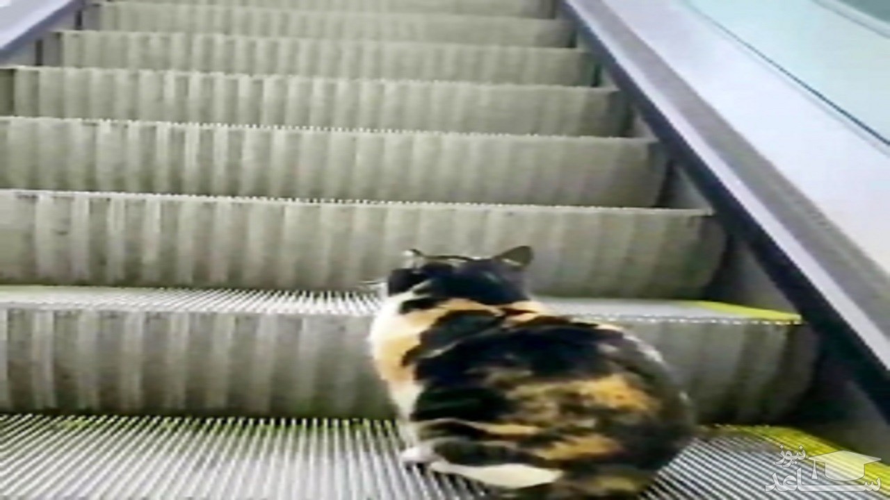 (فیلم) کمک یک شهروند به گربه برای بالا رفتن از پله برقی