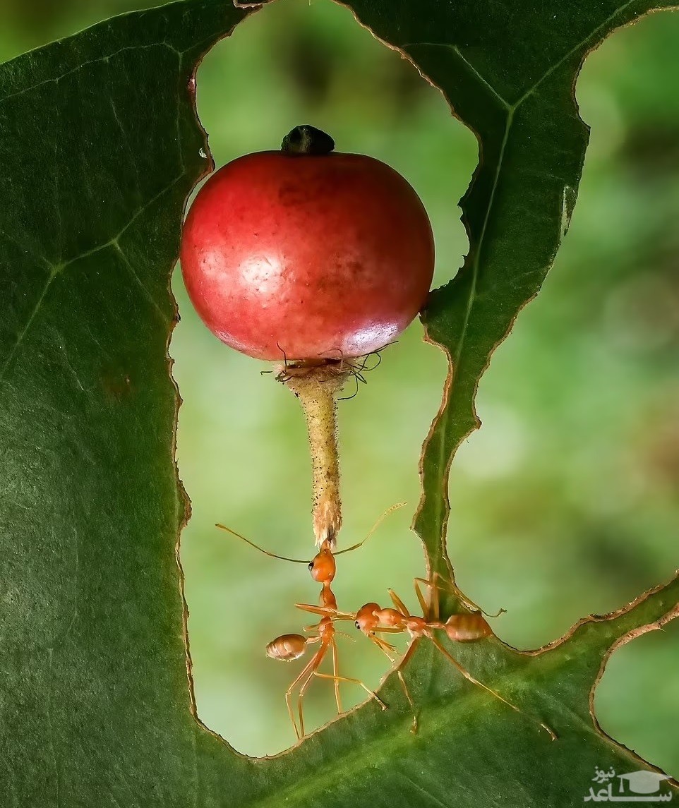 تصاویر شگفت انگیز از مورچه‌های قدرتمند!