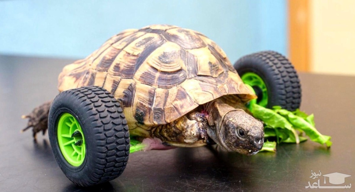 (فیلم) این لاک‌پشت با دو چرخ راه می‌رود