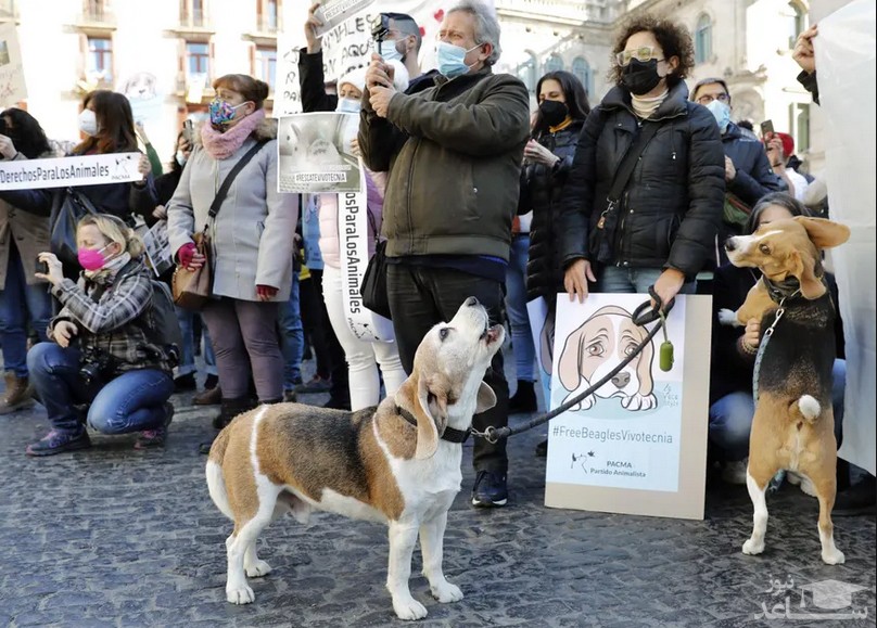 تجمع اعتراضی دوستداران حیوانات در مقابل آزمایشگاهی در شهر بارسلونا اسپانیا که متهم به استفاده از بیش از 30 توله سگ برای تحقیقات دارویی است./ EPA