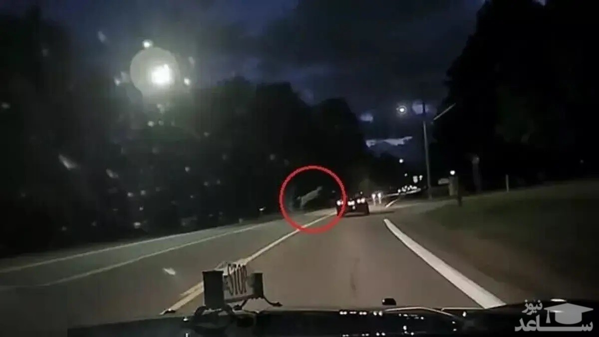 (فیلم) پرش آهو از روی یک خودروی در حال حرکت