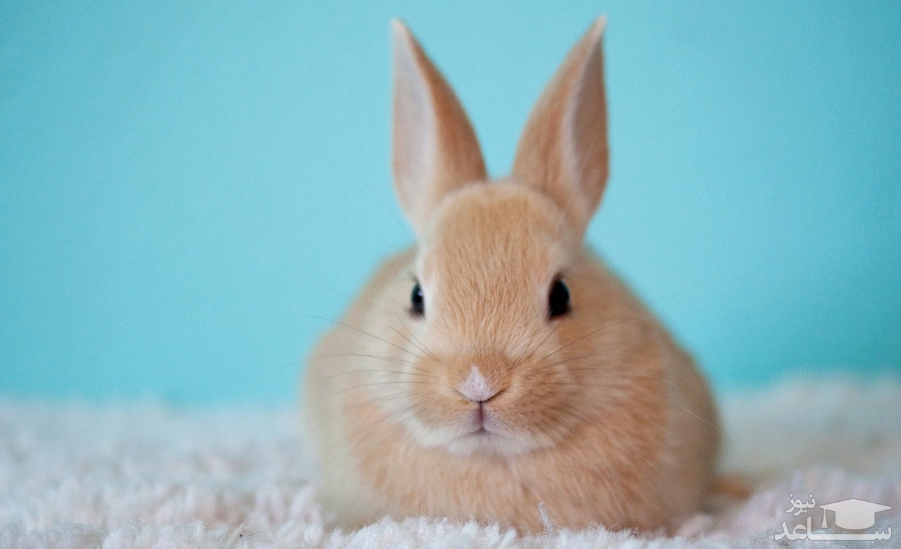 بزرگ ترین خرگوش دنیا اتاق خواب دارد