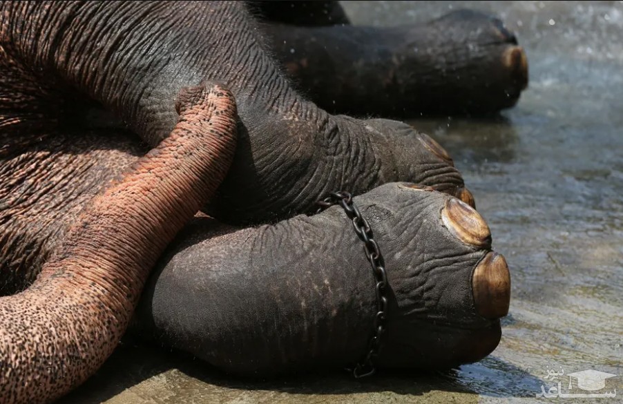 شستن یک فیل در پارکی در شهر کلمبو سریلانکا/ زوما