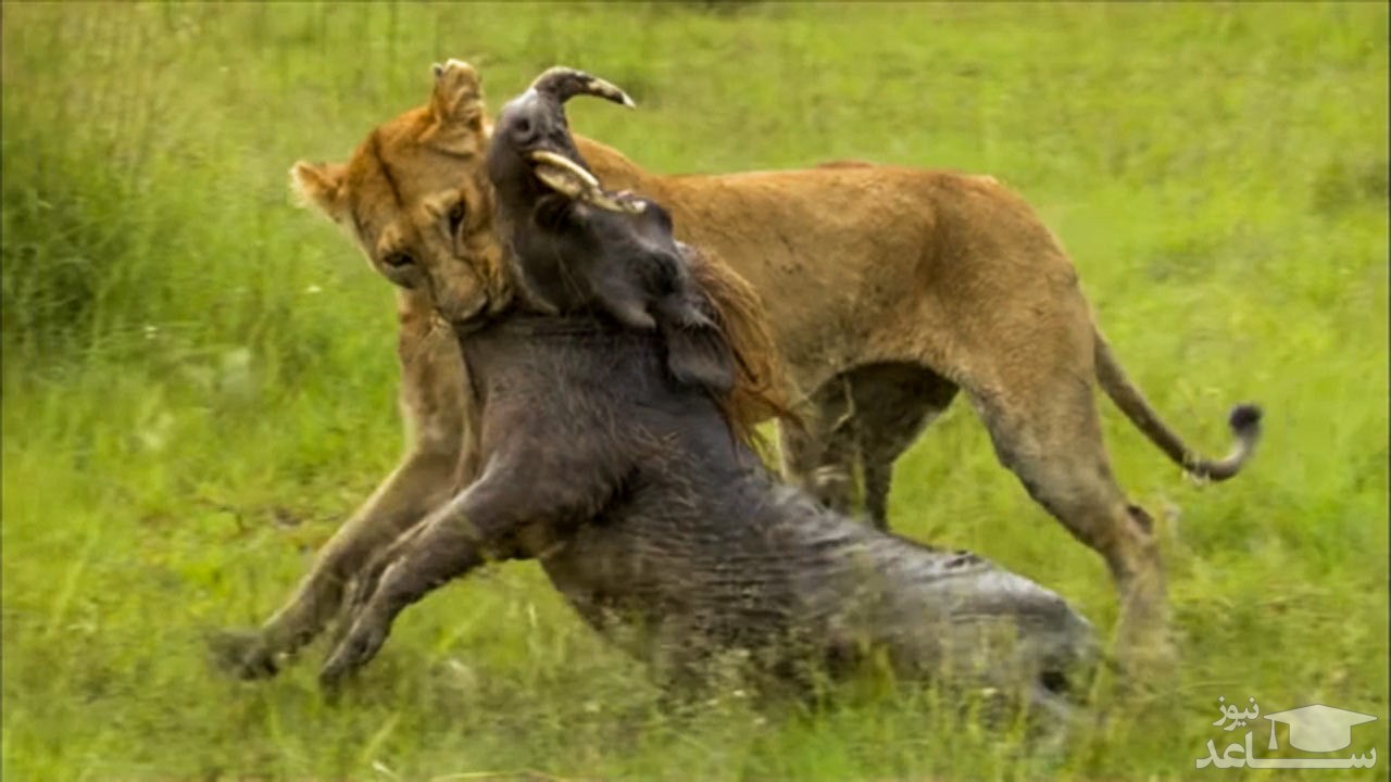(فیلم) کمین و حمله بی‌نقص شیر ماده برای شکار گراز