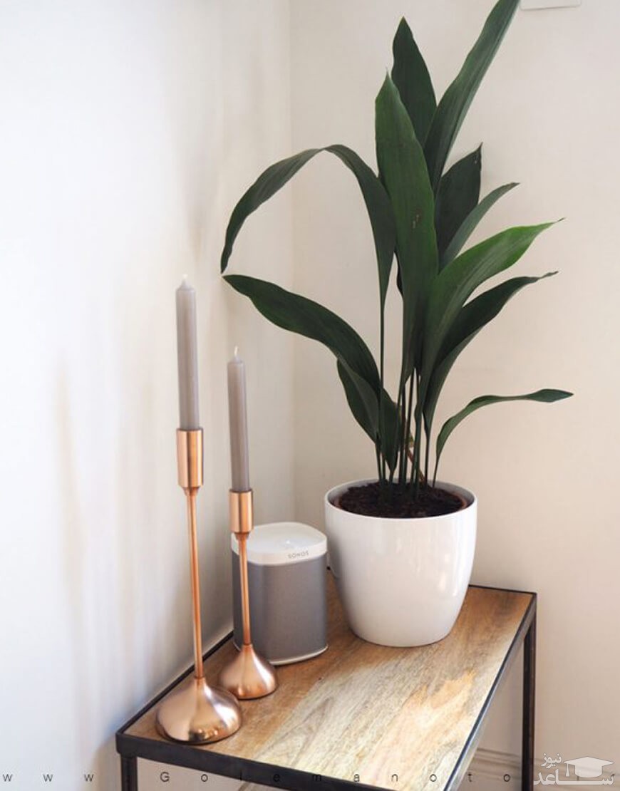 شرایط مراقبت و نگهداری از گل برگ عبایی