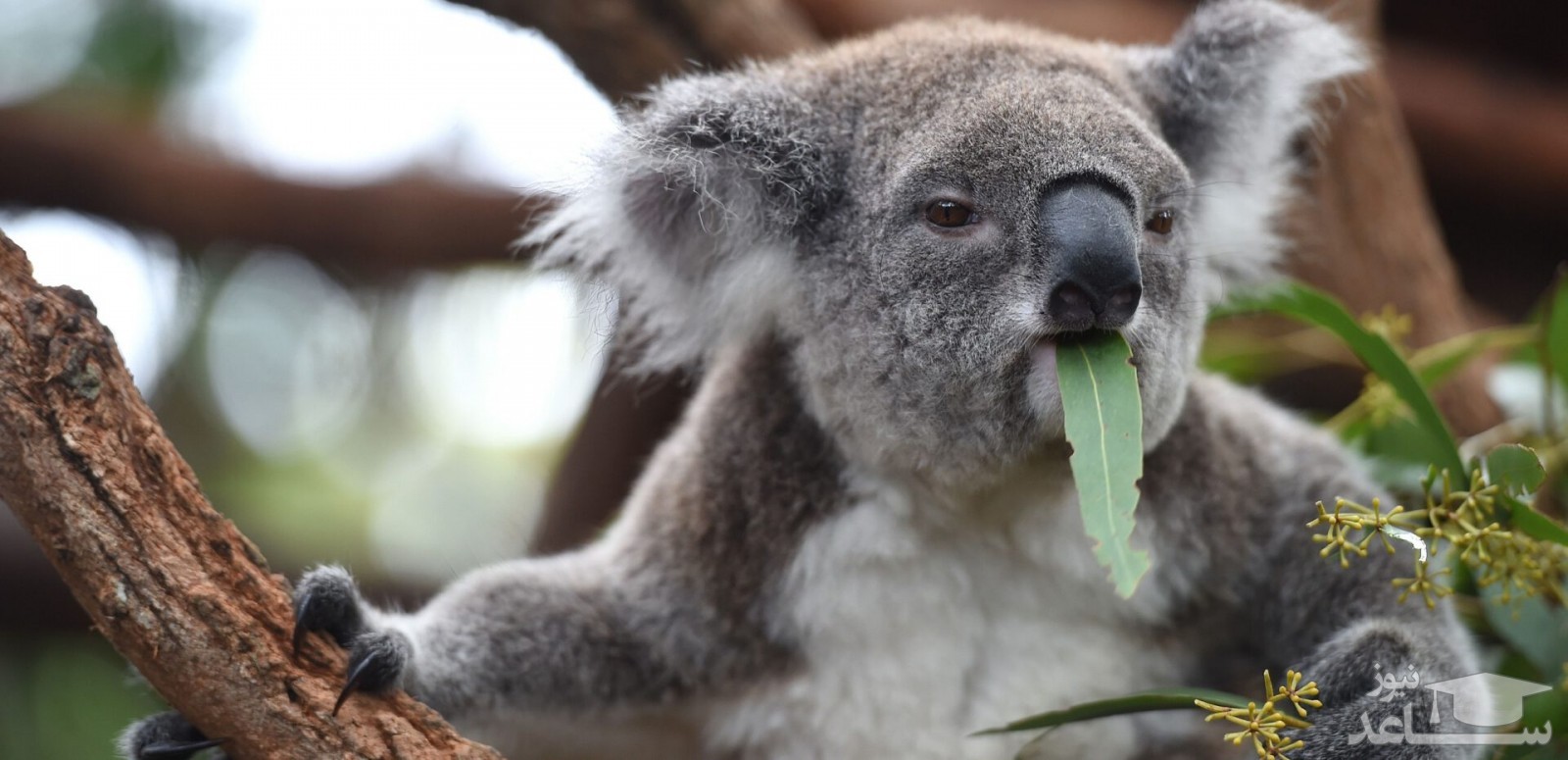 تصویری دیدنی از خواب لذت بخش کوالا