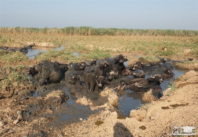 رد پای وزارت نفت در فاجعه زیست محیطی در تالاب هورالعظیم