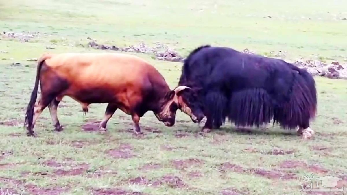 (فیلم) شاخ به شاخ شدن دو گاو وحشی و پرتاب به دره!