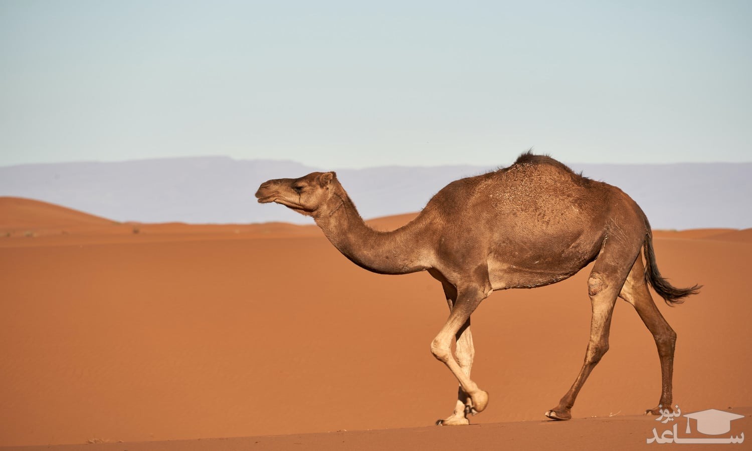 (فیلم) واکنش جالب شتر هنگام لالایی خواندن