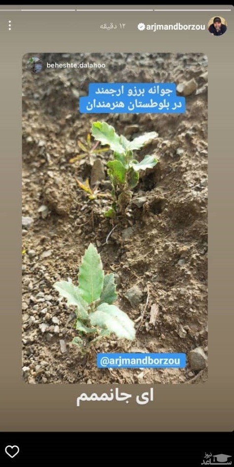 پوستر جوانه زدن گیاه برزو رجمند