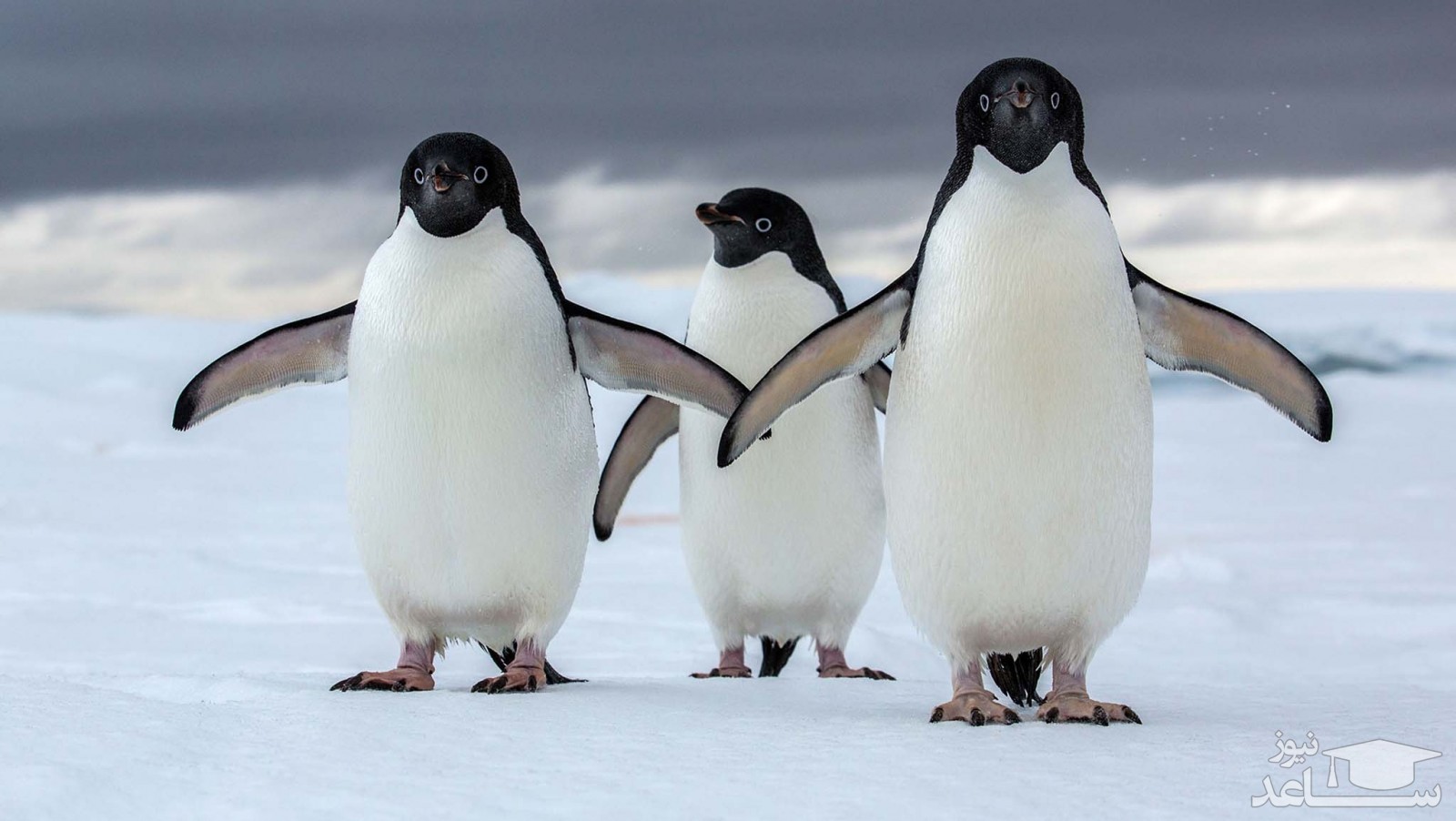 بهشت پنگوئن‌ها عکس منتخب نشنال جئوگرافیک