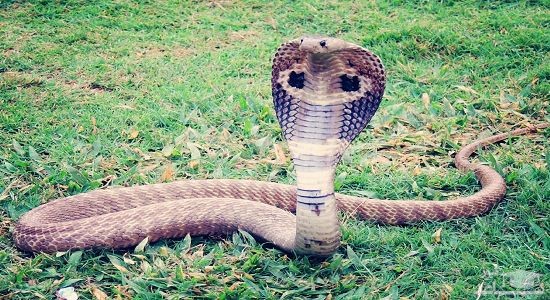 دانلود آهنگ مار کبری برای کودکان از افکت صوتی انسان و موجودات زنده