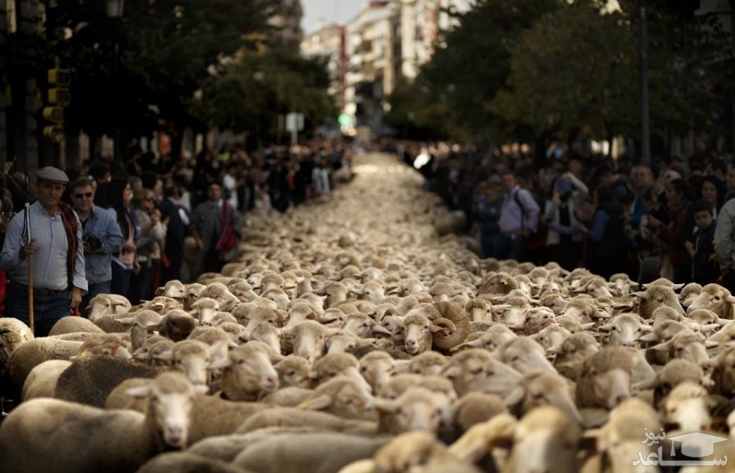 حركت گله گوسفندان در مركز شهر مادريد 