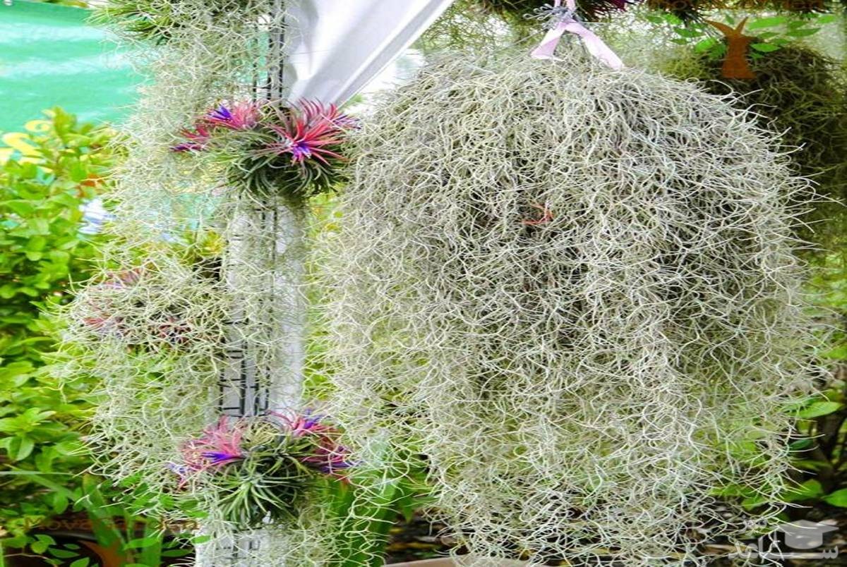 شرایط نگهداری و مراقبت از خزه اسپانیایی