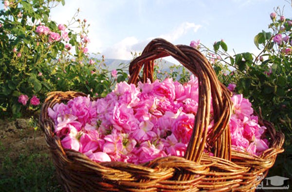 خواص گل محمدی و نحوه مصرف آن