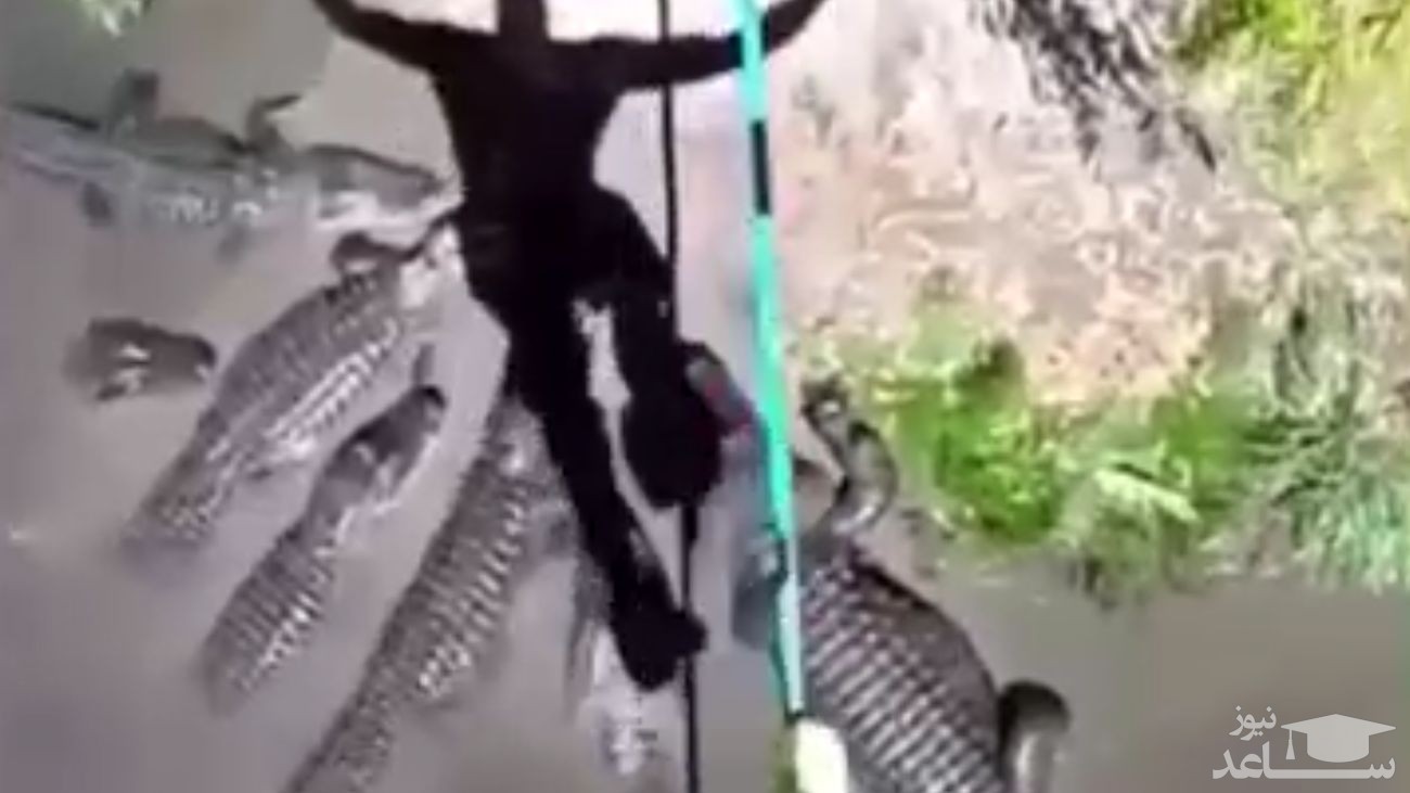 (فیلم) بند بازی روی رودخانه‌ای با تمساح های گرسنه