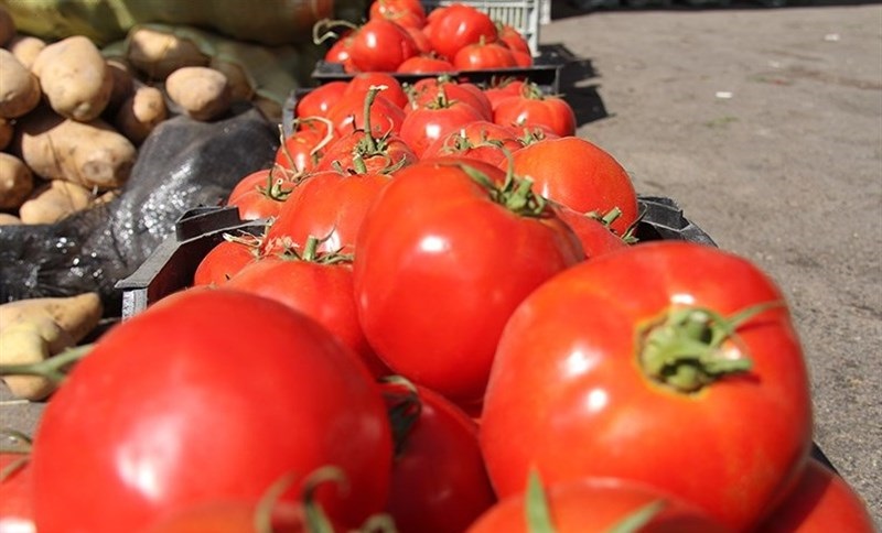 گوجه فرنگی تا دو هفته دیگر ۲۵۰۰ تومان می‌شود