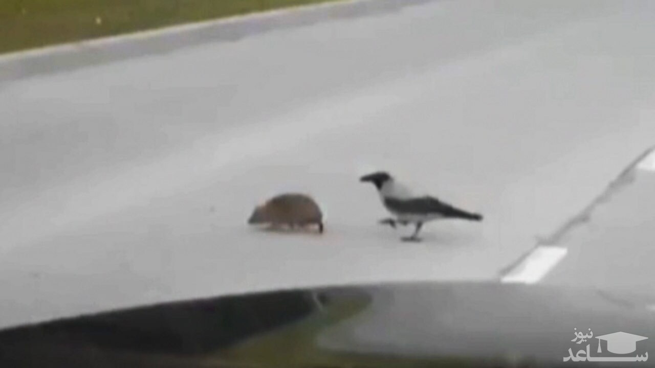(فیلم) کمک یک کلاغ به جوجه تیغی برای عبور از خیابان!