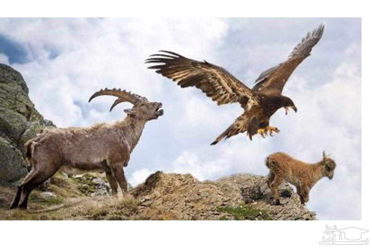 (فیلم) طمع عقاب طلایی برای شکار بز کوهی