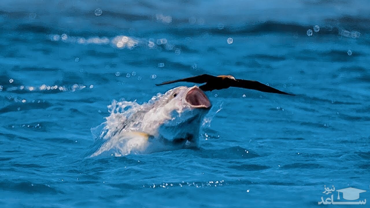 (فیلم) لحظه شکار پرنده توسط ماهی