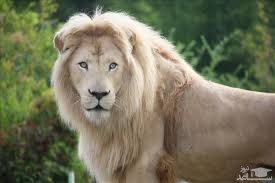 دانلود آهنگ شیر 1 از افکت صوتی انسان و موجودات زنده