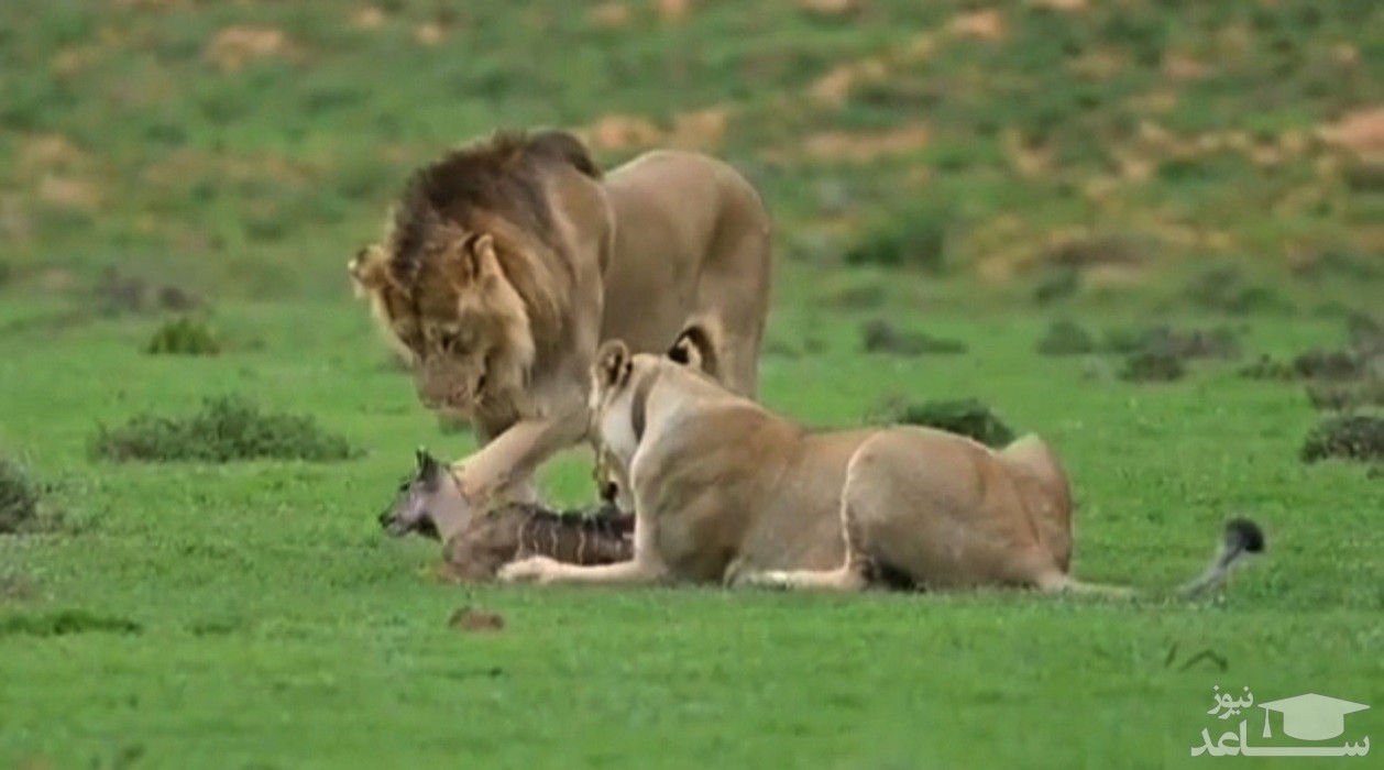 (فیلم) زجرکش کردن یک بچه آهو توسط شیرها