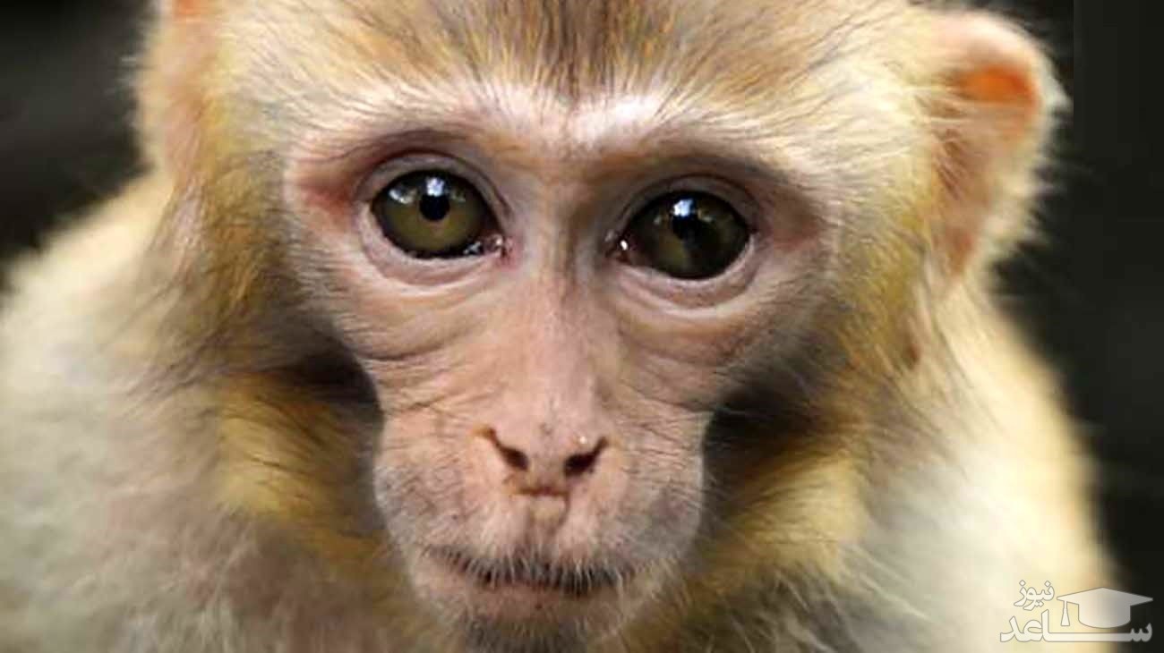(عکس) ناراحتی میمون‌ها برای مرگ یک میمون