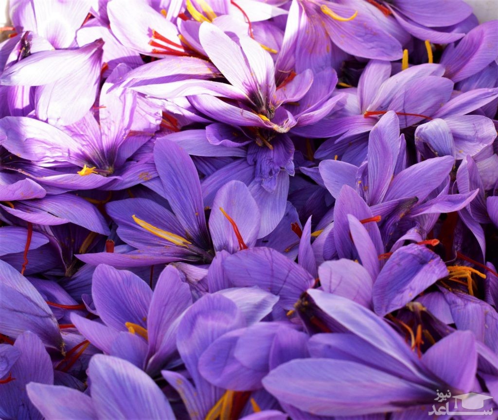 گل زعفران