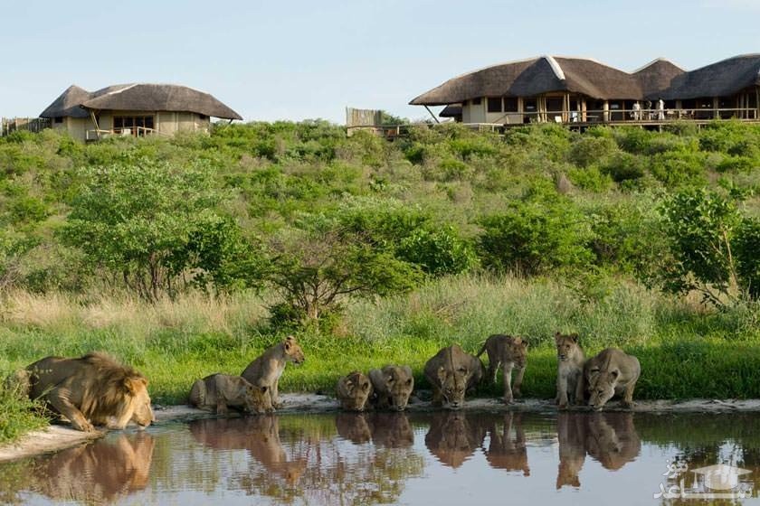 منطقه حفاظت شده‌ سنترال کالاهاری گیم (Central Kalahari Game Reserve) 