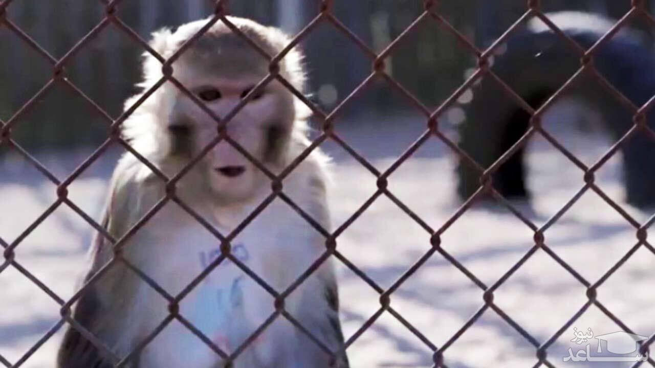 (فیلم) ماجرای فرار میمون کرونایی از آزمایشگاه 