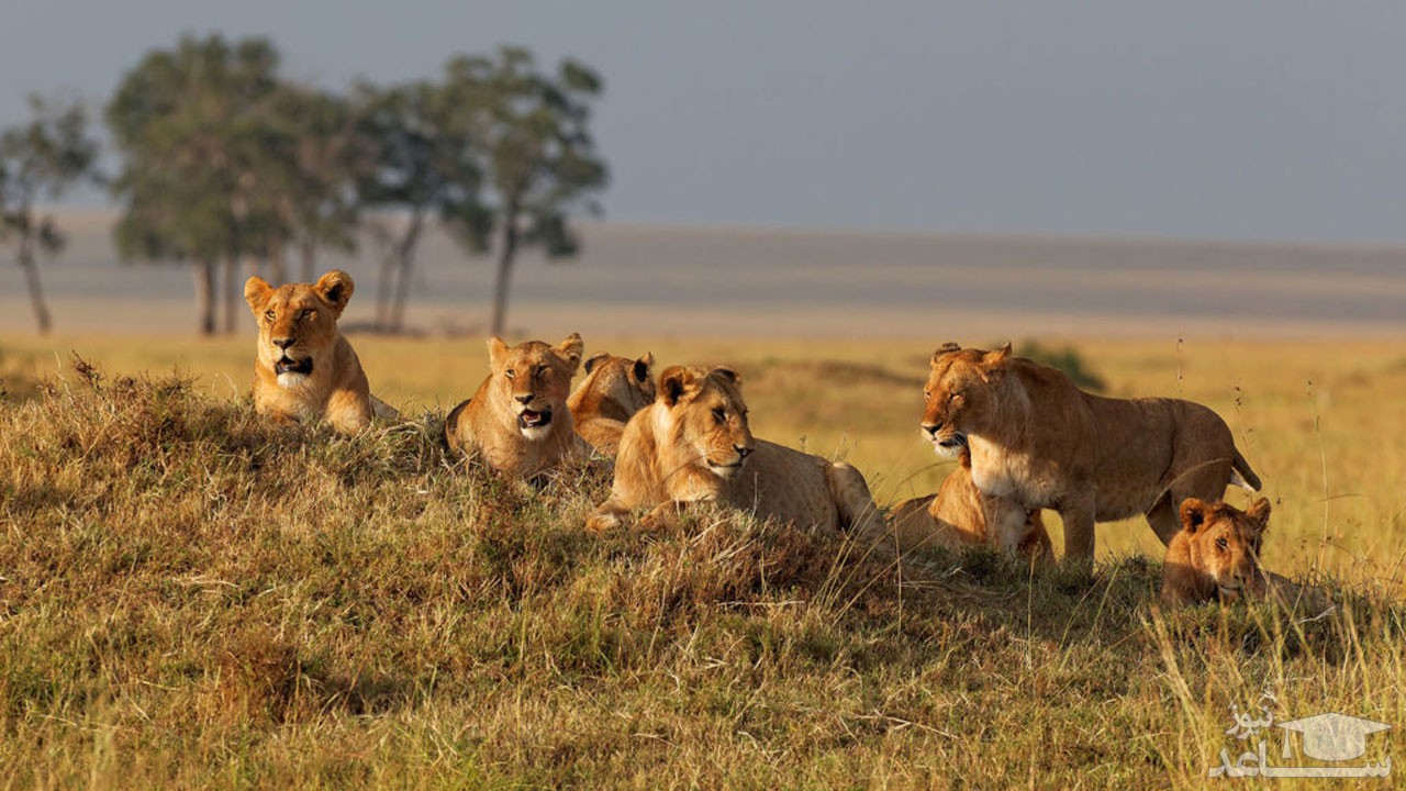 (فیلم) حمله دسته جمعی شیرهای گرسنه به یک کفتار