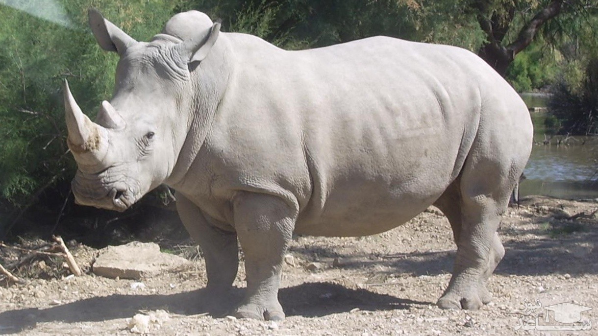 (عکس ) قدم زدن کرگدن در یک قدمی آسمان خراش ها