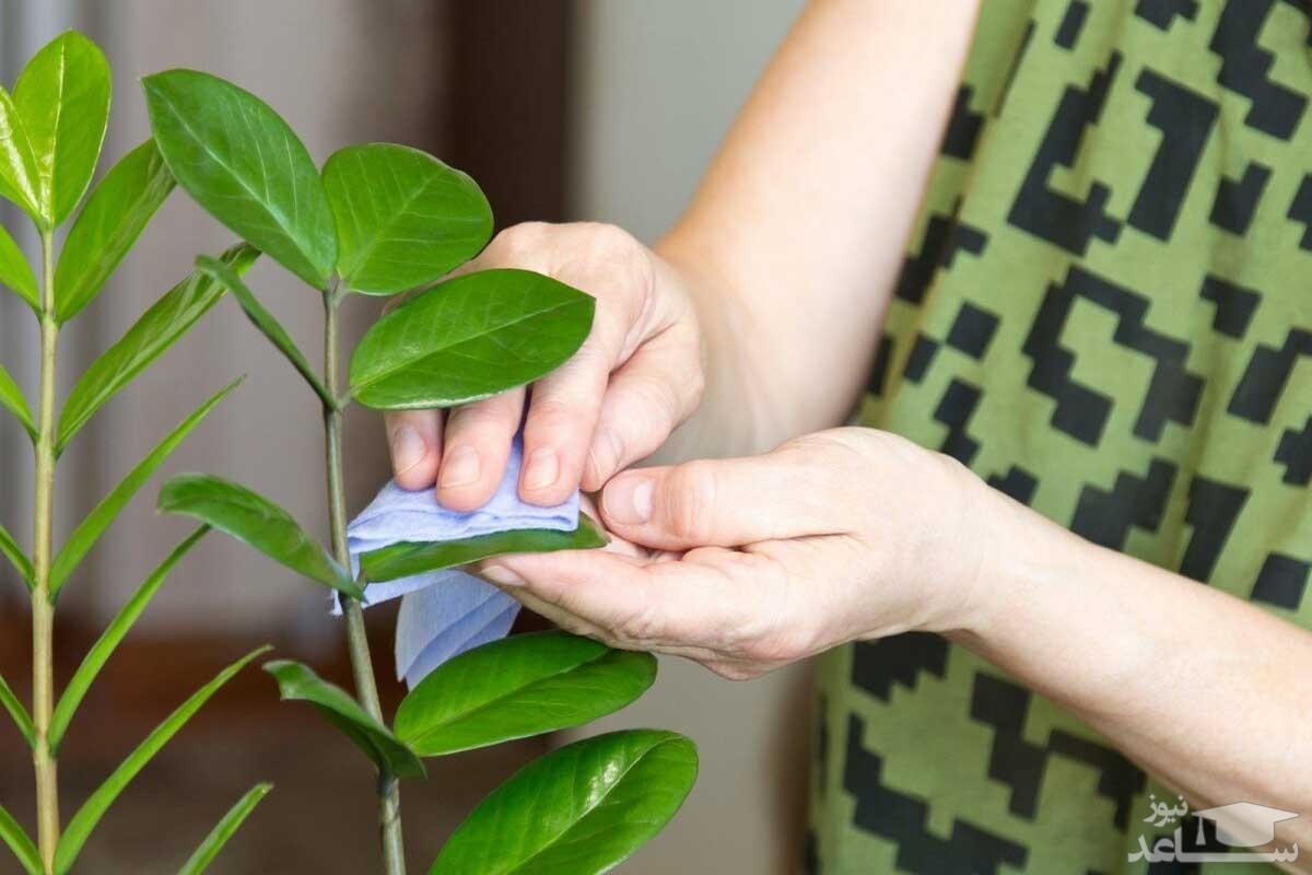 چگونه گل و گیاهان خانگی را گردگیری کنیم؟