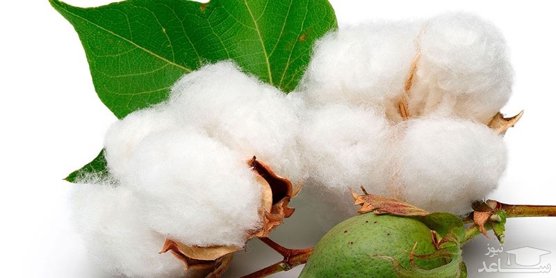 کاربردهای جالب پنبه در خانه داری