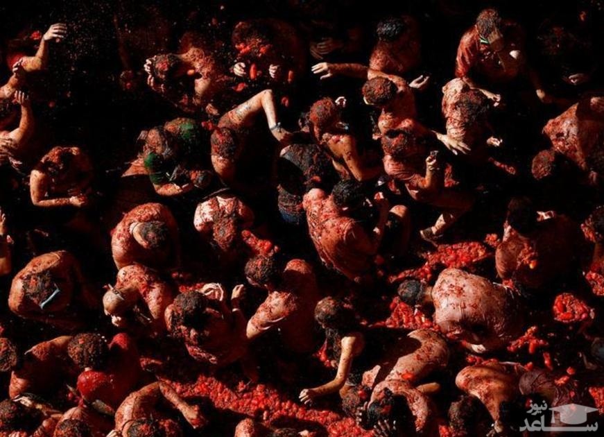 جشنواره جنگ با گوجه