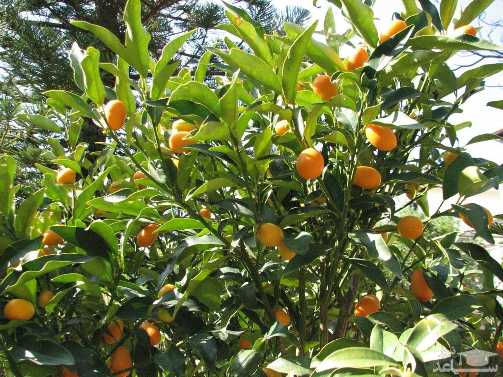 نحوه کاشت و پرورش کامکوات در گلدان