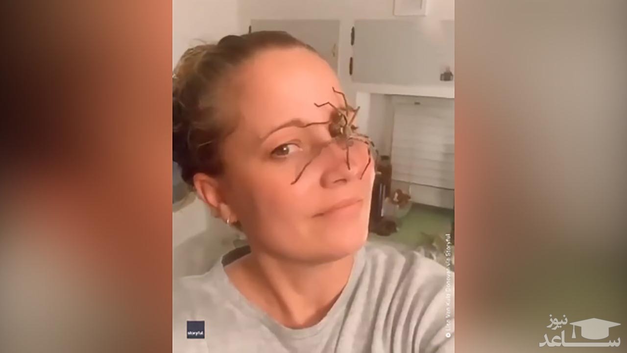 (فیلم) راه رفتن یک عنکبوت بزرگ روی صورت زن استرالیایی