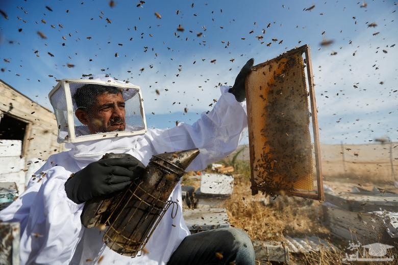 فصل جمع آوری محصول عسل در نوار غزه/ رویترز
