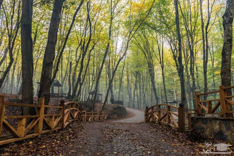 جنگل بلگراد