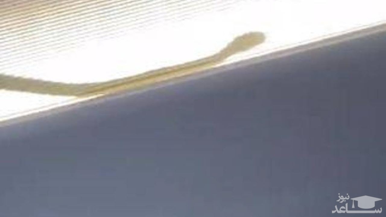 (فیلم) تغییر مسیر هواپیما به خاطر یک مار