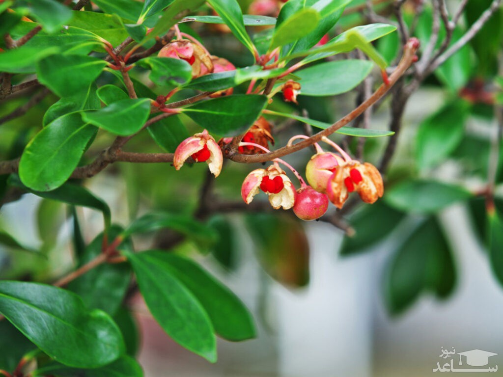 موثرترین نحوه ی نگهداری و پرورش گیاه کلیرا