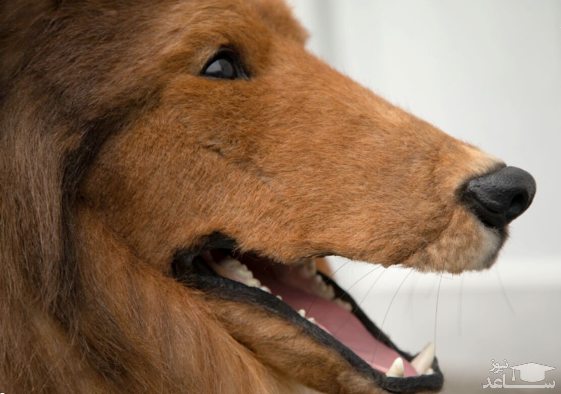 تحقق آرزوی مردی که می‌خواست سگ شود+ ویدئو