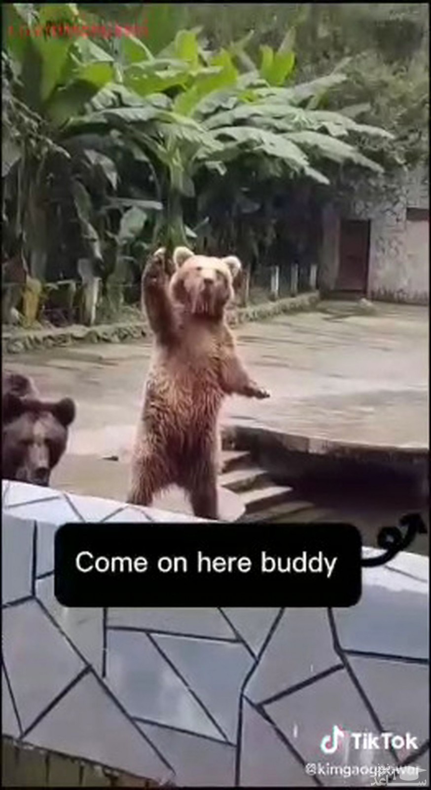 (فیلم) درخواست جالب خرس‌ برای غذا پربیننده شد