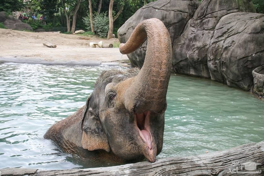 باغ وحش و باغ گیاه‌شناسی سینسیناتی (Cincinnati Zoo & Botanical Garden)