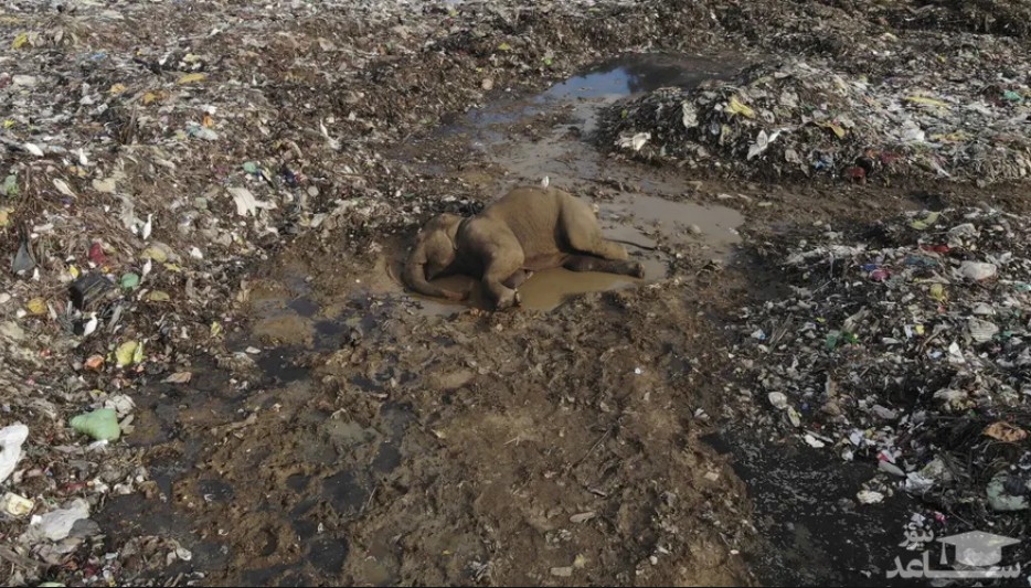 تلف شدن فیل ها در اثر آلودگی های زیست محیطی ناشی از زباله های پلاستیکی در سریلانکا/ آسوشیتدپرس